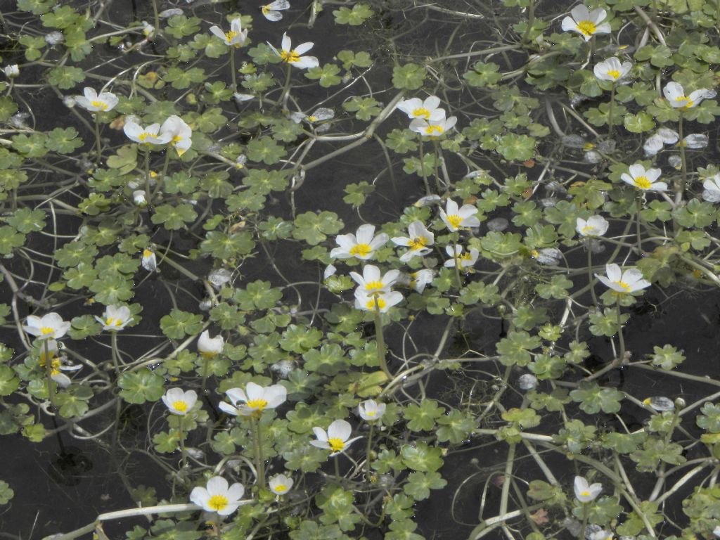 quale Ranunculus? Ranunculus peltatus Schrank